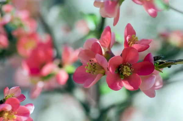 Ornamental shrub Chaenomeles japonica cultivar superba with beautiful light pink petals and yellow center, branches full of flowers and buds