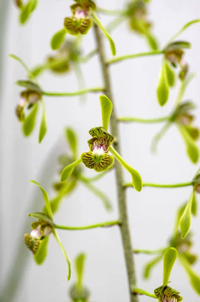 Oeceoclades Spathulifera Asombrosa Orquídea Hermosa Madagascar Que Florece Flores Coloridas — Foto de Stock