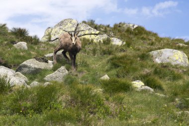 Utangaç ve meraklı genç tatra rock, Rupicapra rupicapra tatrica bakmak chamois
