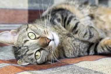 Tembel öğleden sonra. Dikkat çekmek için göz teması soran kanepede yatan sıkılmış kedi. Komik yetişkin erkek kedi. Yeşil limon gözler.