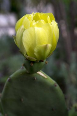 Opuntia ficus-indica, kaktüs ficus-indica, Hint incir opuntia, Berberi incir, kaktüs armut, omurgasız kaktüs, inciri çiçek