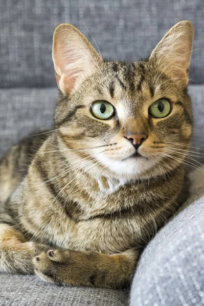 Gato Mármore Masculino Com Popa Inteligente Expressão Séria Seu Rosto — Fotografia de Stock