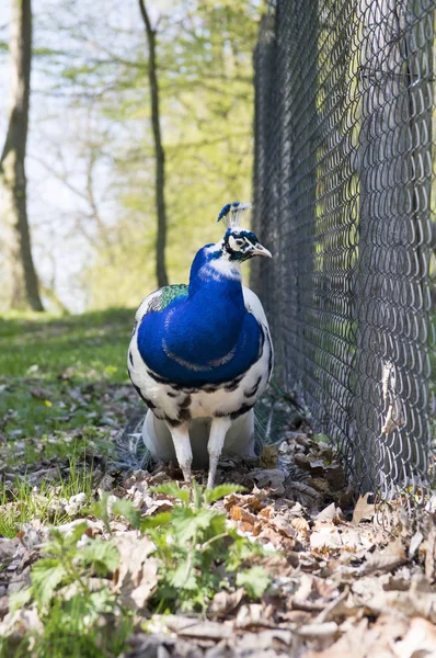 Pavo Cristatus Pozowanie Ogrodzie Czci Pokora — Zdjęcie stockowe