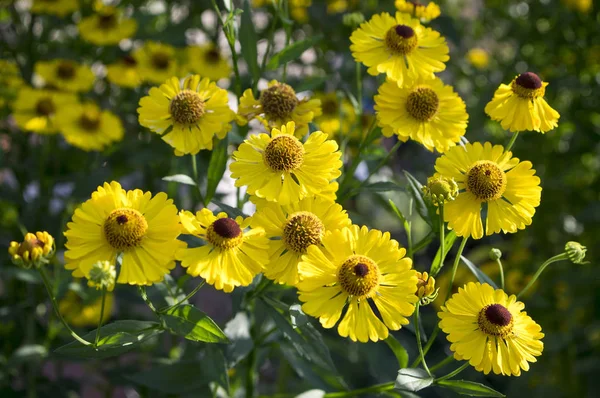 Helenium Autumnale Common Sneezeweed Large Flowered Sneezeweed Bloom — Stock Photo, Image