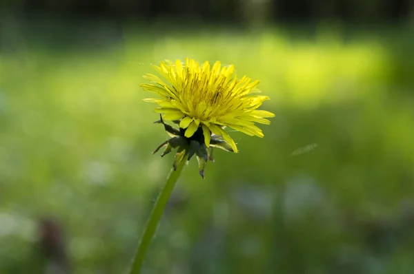 Karahindiba Officinale Görünümü Kapatın — Stok fotoğraf