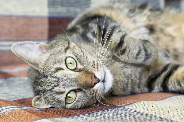 Lazy afternoon. Bored cat lying on the sofa, asking for attention, eye contact. Funny adult tomcat. Green lime eyes.