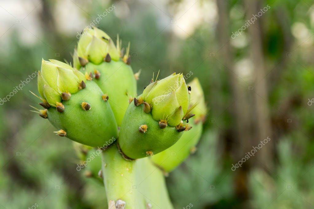 Opuntia Ficus Indica Cactus Ficus Indica Indian Fig Opuntia Barbary Fig Cactus Pear Spineless Cactus Prickly Pear In Bloom 245070588 Larastock
