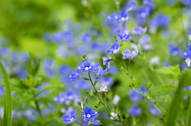 Veronica otu, germander speedwell, çiçek kuşbakışı speedwell
