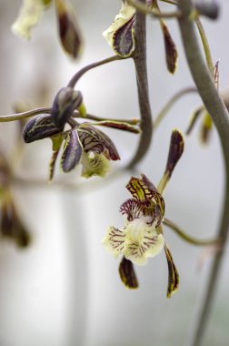 Oeceoclades decaryi, orkide, kahverengi beyaz renkli keşiş orkide çiçek çiçek kök üzerinde çiçekli güzel Madagaskar şaşırtıcı