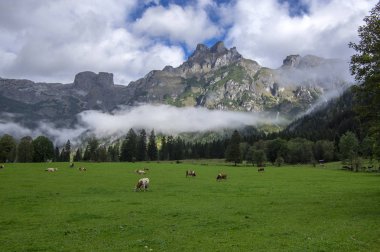 Kahverengi ve beyaz inekler üzerine mera, Verfenveng Avusturya Alplerinde, güzel doğal sahne, sisli hava
