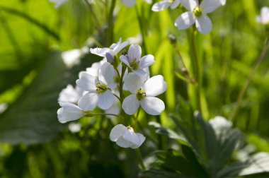 Cardamine pratensis (cuckooflower veya lady's önlük)