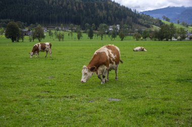 Otlaktaki kahverengi ve beyaz inekler, Verfenveng Avusturya Alpleri, güzel doğal manzara.