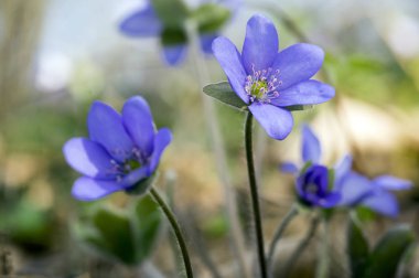 Mantarı nobilis bloom, Grup mavi menekşe mor küçük çiçekler, erken bahar kır çiçekleri, kahverengi zemin içinde