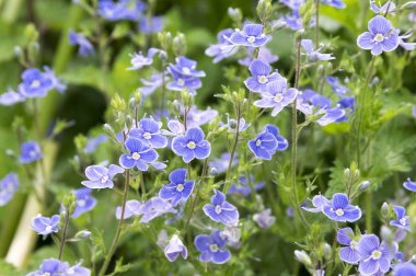 Veronica otu, germander speedwell, çiçek kuşbakışı speedwell