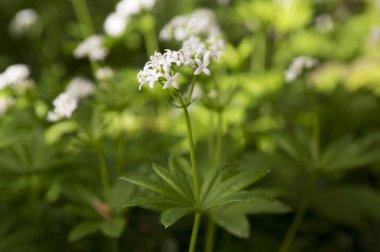 Galium odoratum, sweetscented yoğurtotu, woodruff, tatlı woodruff, vahşi karanfil çiçek