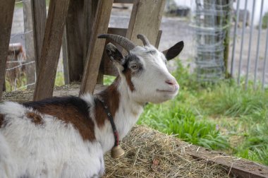 Sevimli beyaz ve kahverengi keçi portre mera, kırsal tarım, güzel kıllı çiftlik hayvan bell ile