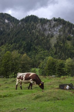 Otlaktaki kahverengi ve beyaz inekler, Verfenveng Avusturya Alpleri, güzel doğal manzara.