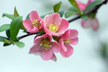 Süs çalı Chaenomeles japonica çeşidinde superba ile güzel hafif pembe yaprakları ve sarı Merkezi, dalları çiçek ve tomurcukları dolu