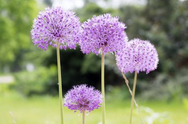 Allium hollandicum, çiçek açmış bir grup mor İran süs soğanı çiçeği.