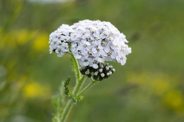 Achillea millefolium, Bloom, beyaz çiçekler grup ortak civanperçemi