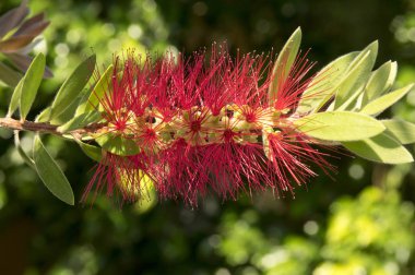 Callistemon citrinus, Melaleuca citrina, ortak kırmızı, koyu kırmızı, limon bottlebrush çiçek