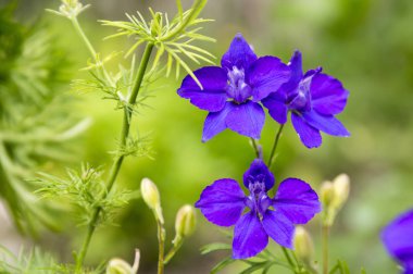 Delphinium consolida orientalis çiçek çiçekler