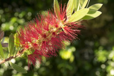 Callistemon citrinus, Melaleuca citrina, ortak kırmızı, koyu kırmızı, limon bottlebrush çiçek