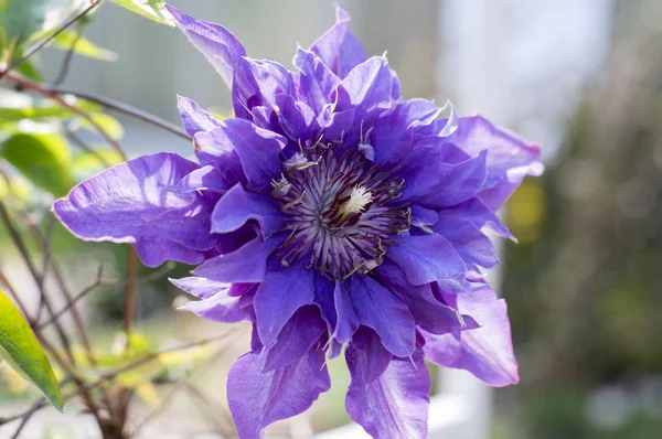 Clematis Cultivar Multi Azul Plantas Floridas Ornamentais Violeta Azul Roxo — Fotografia de Stock