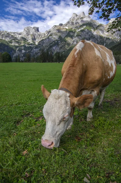 Bruna Och Vita Kor Betesmark Verfenveng Österrikiska Alperna Vacker Natur — Stockfoto
