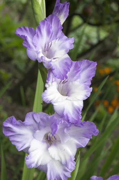 Gladiolus Hybridus Lírio Espada Flor — Fotografia de Stock