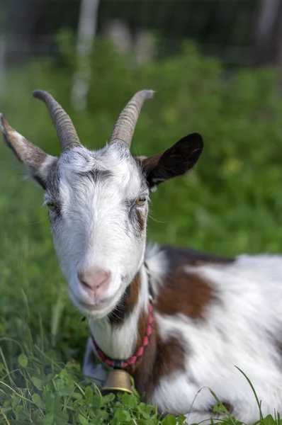 Śliczne Białe Brązowe Kozy Portret Pastwisko Uprawa Wiejski Wieś Piękne — Zdjęcie stockowe