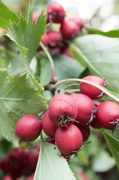 Crataegus Pinnatifida Kinesiska Haw Kinesiska Hagtorn Kinesiska Hawberry Med Frukter — Stockfoto