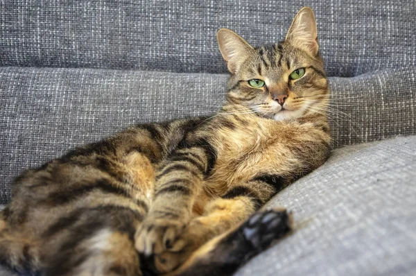 Lazy marbe domestic cat on gray sofa, eye contact, cute lime eyes on tabby face, charming face, seductive expression