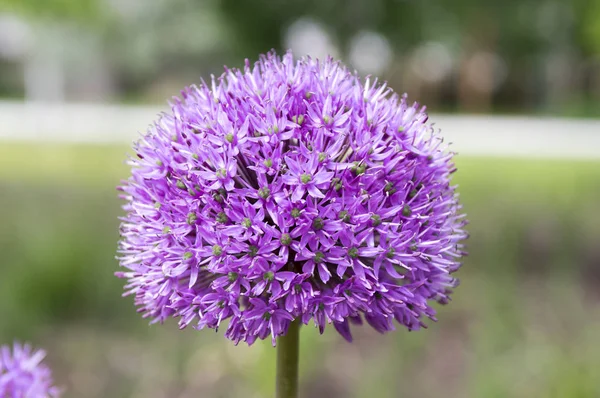 Allium Hollandicum Grupa Fioletowych Perskich Kwiatów Cebuli Ozdobnych Rozkwicie — Zdjęcie stockowe
