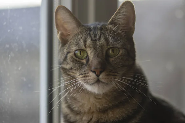 Portrait De Chat En Marbre Domestique Contact Visuel Joli Visage De Chaton Curieux Image Libre De Droit Par Ivusakzkrabice C Portrait De Chat En Marbre Domestique Contact Visuel Joli Visage De Chaton Curieux Image Libre De Droit Par Ivusakzkrabice C