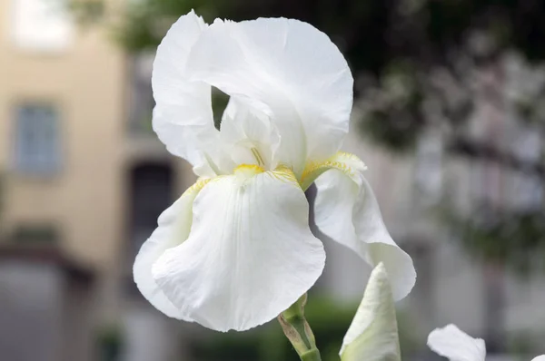 Flor Íris Barbuda Flor Iris Germanica Floração Planta — Fotografia de Stock