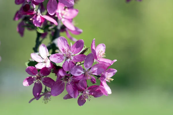 Malus Royalty Manzano Ornamental Primavera Flores Color Rosa Púrpura Las — Foto de Stock