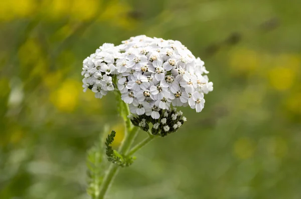 Achillea Millefolium Yarrow Comum Flor Grupo Flores Brancas — Fotografia de Stock