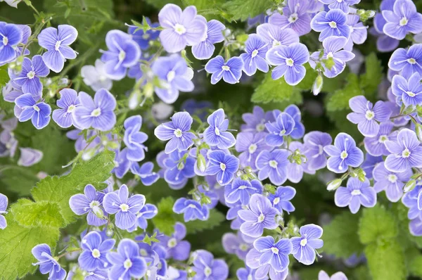 Veronica Chamaedrys Germander Speedwell Fågelperspektiv Speedwell Blom — Stockfoto