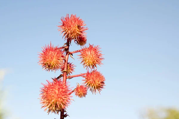 Ricinus Communis Ricininae Castorbean Ulei Ricin Plante Fructe Roșii Înțepate — Fotografie, imagine de stoc