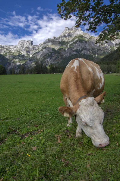 Bruna Och Vita Kor Betesmark Verfenveng Österrikiska Alperna Vacker Natur — Stockfoto