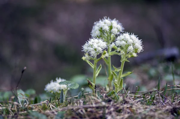 Petasites Albus Springtime Forest Herb Perennial Rhizomatous Plant Flowering Group — Stock Photo, Image