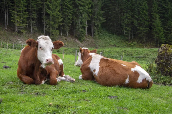 Hnědé Bílé Krávy Pastvinách Verfenveng Rakouské Alpy Krásné Přírodní Scenérie — Stock fotografie