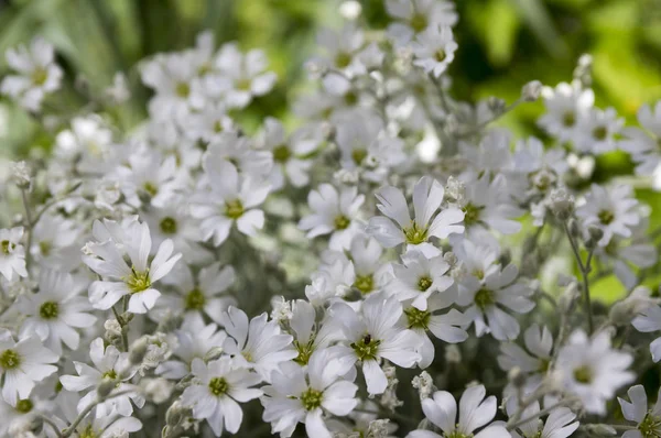 夏の雪 花のセラステムトネントーム 白い花の背景 — ストック写真