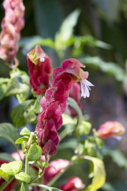 Justicia brandegeana, Beloperone guttata Brandegee, Meksikalı karides bitki, karides bitki, çiçek yanlış hop