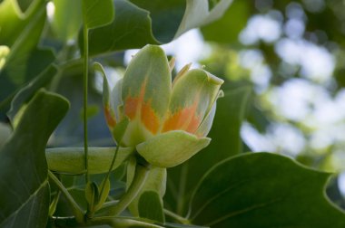 Liriodendron tulipifera çiçek, güzel süs ağacı dalları Lale çiçek ve yeşil yaprakları ile