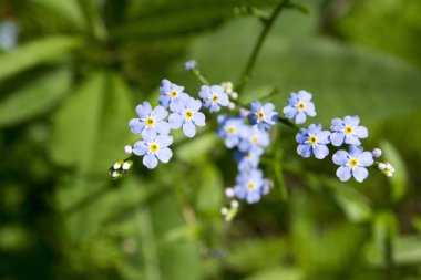 Koyu mavi myosotis sylvatica çiçek
