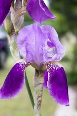 Sakallı Iris çiçek çiçek, Iris germanica çiçekli bitki