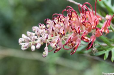 Grevillea banksii, kırmızı ipeksi meşe, cüce ipek meşe, bankalar grevillea, Byfield waratah, Kahili çiçek çiçeklenme