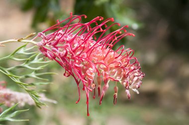 Grevillea banksii, kırmızı ipeksi meşe, cüce ipek meşe, bankalar grevillea, Byfield waratah, Kahili çiçek çiçeklenme